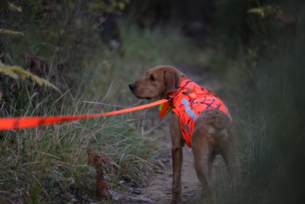 Gilet de chasse pour chien de protection orange fluo canihunt DEFENDER 2.0