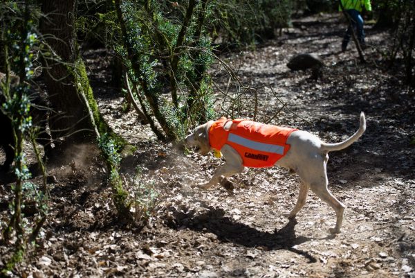 Gilet de protection pour chien de chasse PROTECT PRO L'ORIGINAL